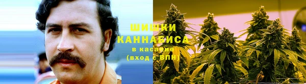 шишки Белокуриха